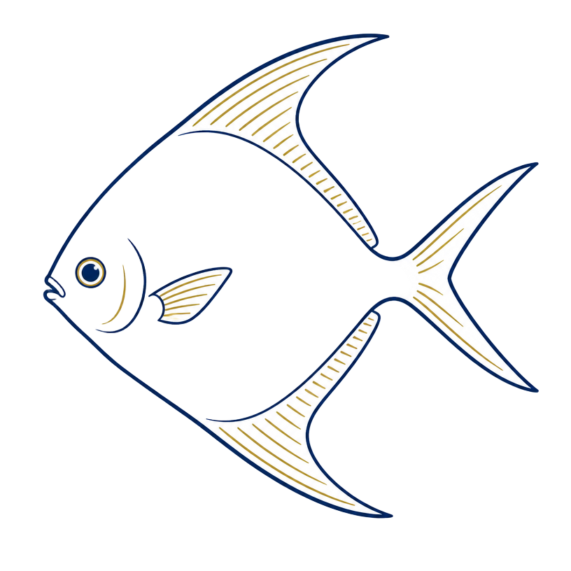 Pomfret illustration