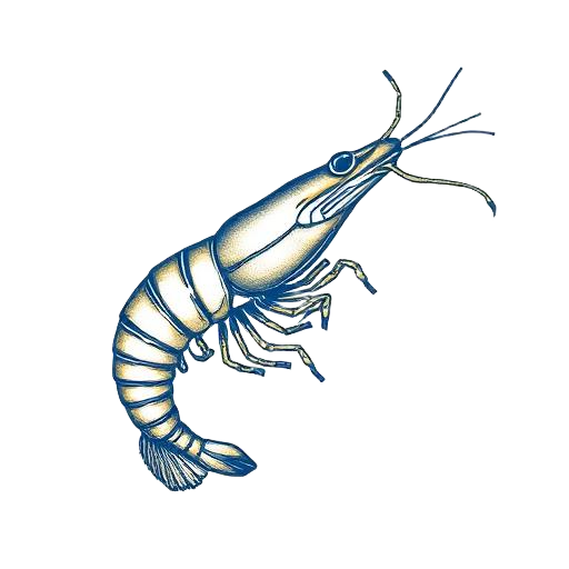 Tiger Prawns illustration