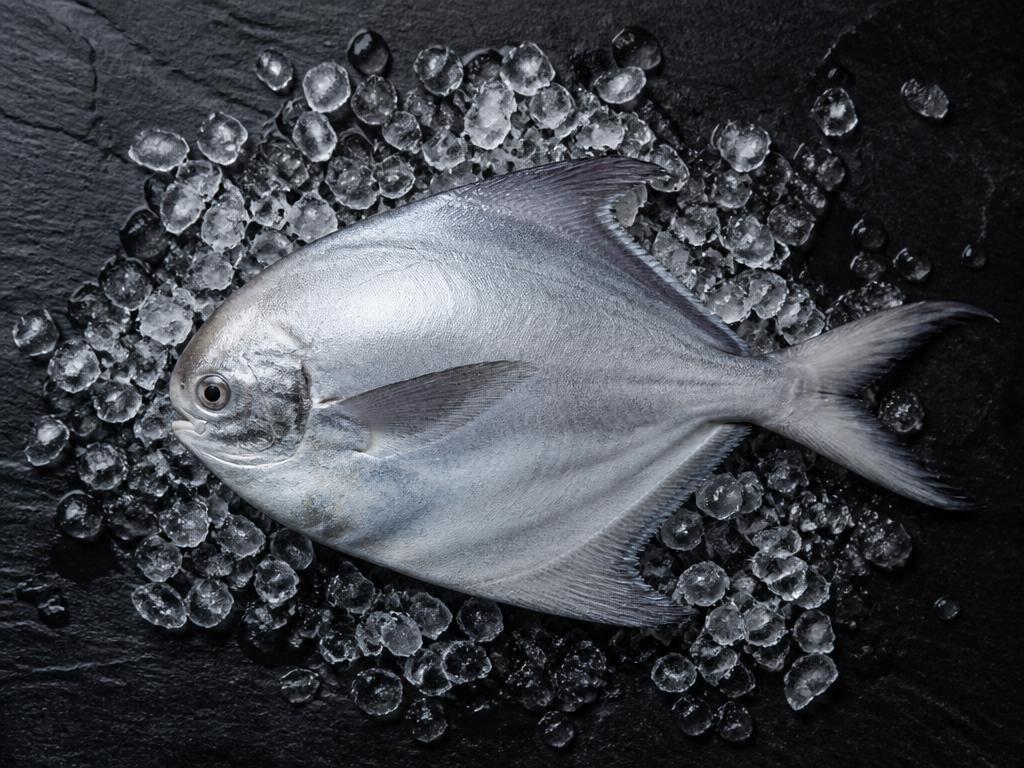 Fresh Pomfret